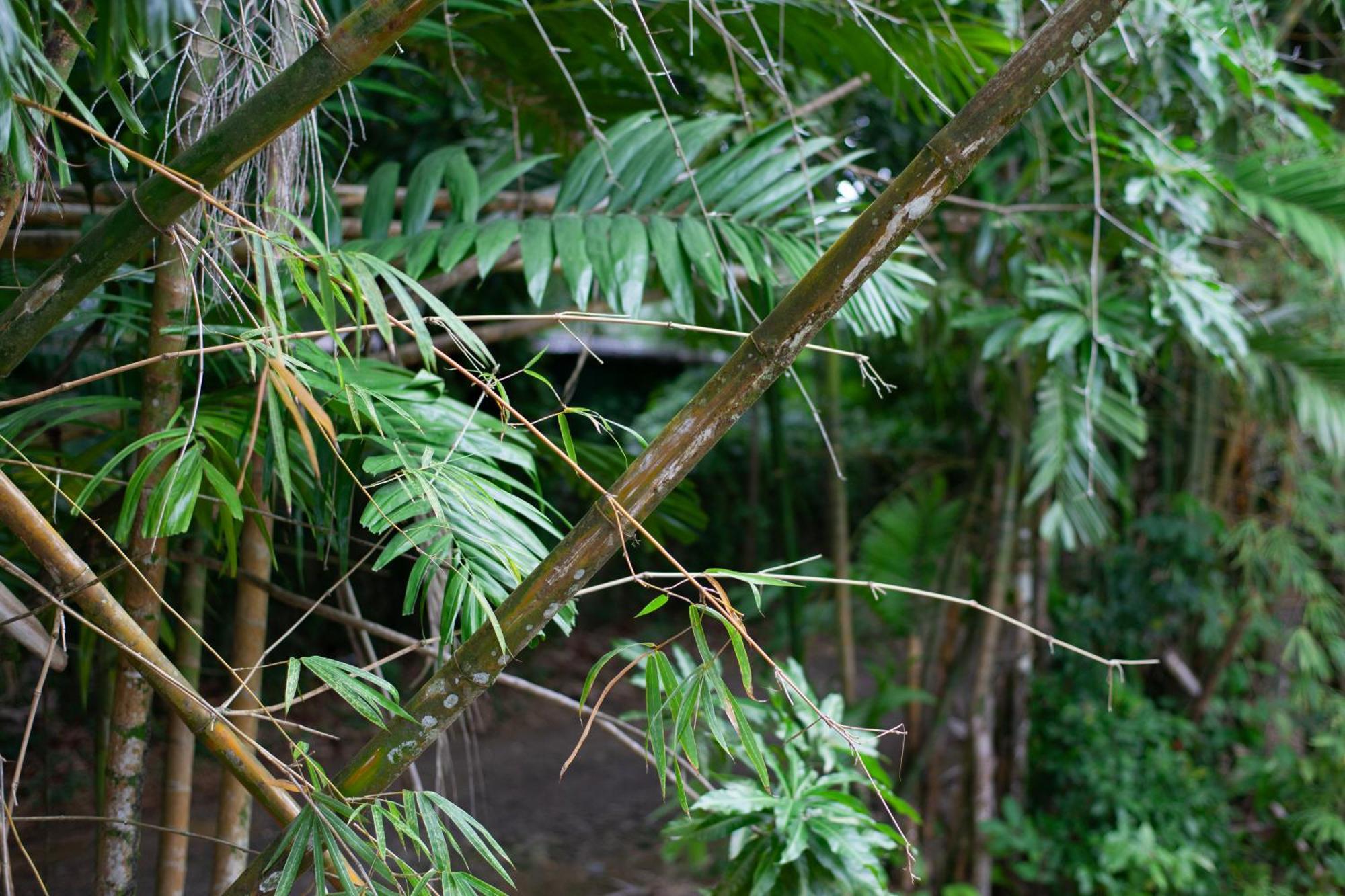 Frenchman'S Cove Resort Port Antonio Luaran gambar
